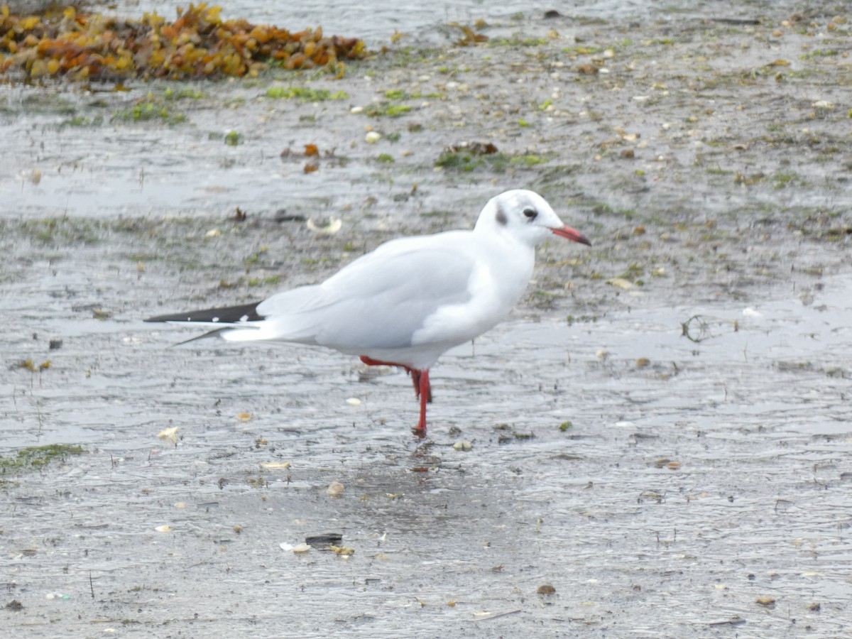 Mouette rieuse - ML624188667