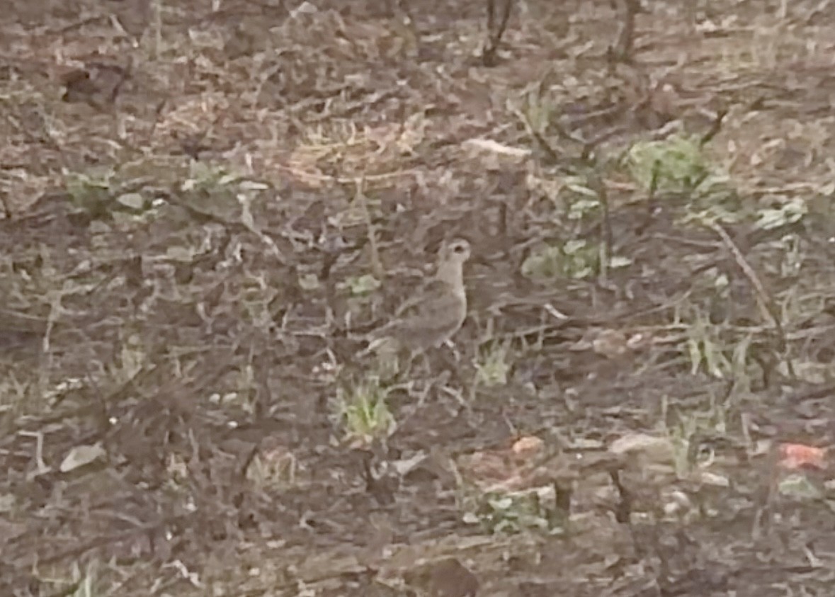 American Golden-Plover - ML624188682