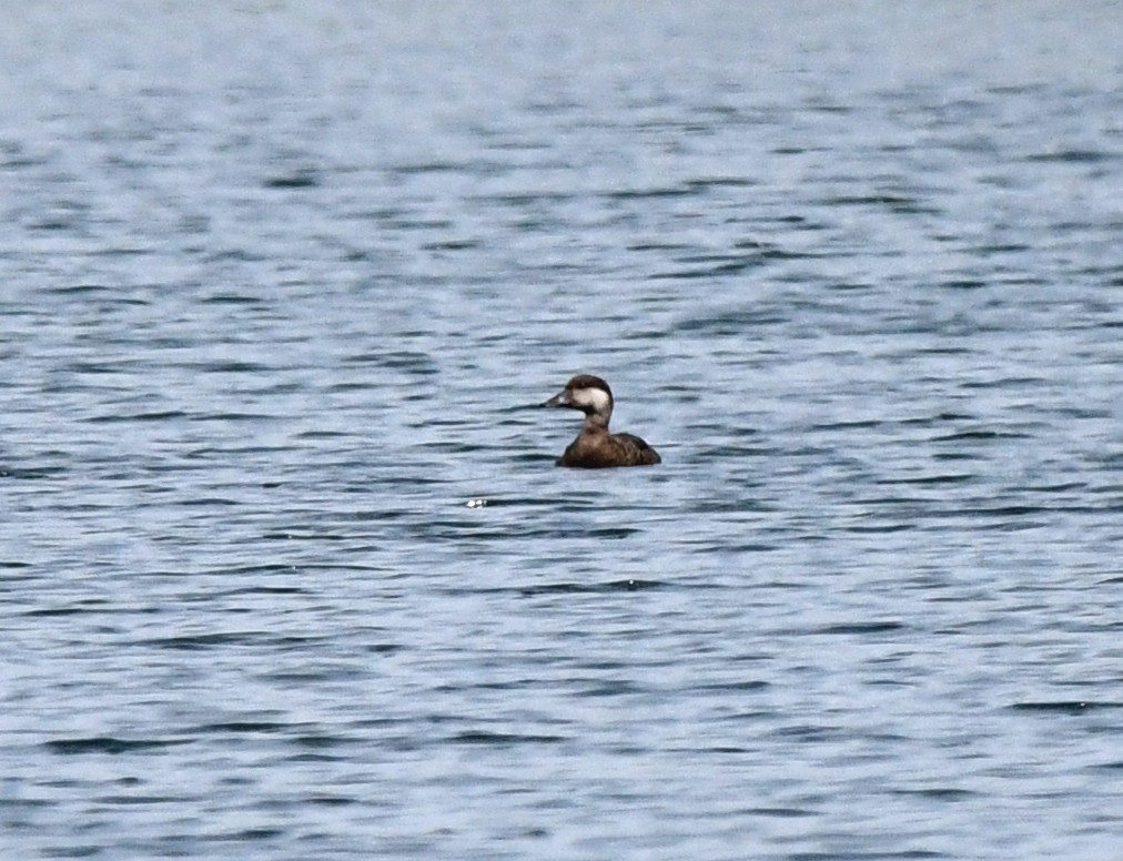 Common Scoter - ML624188690