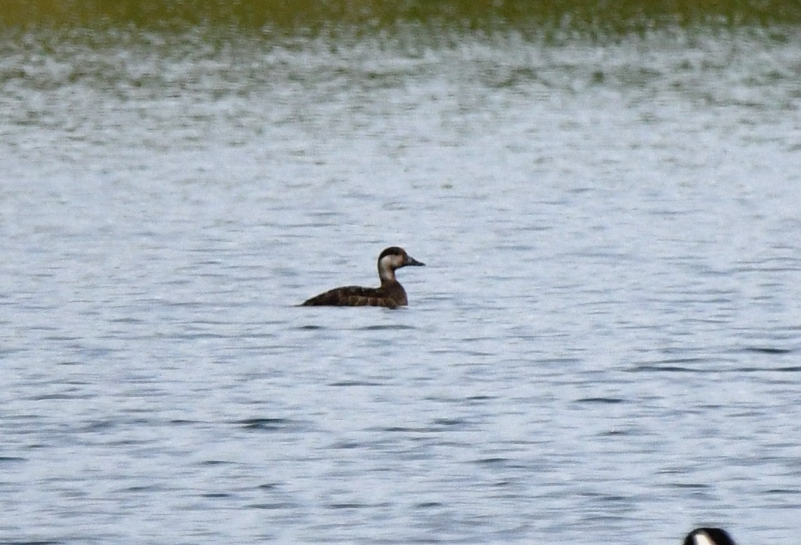 Common Scoter - ML624188691