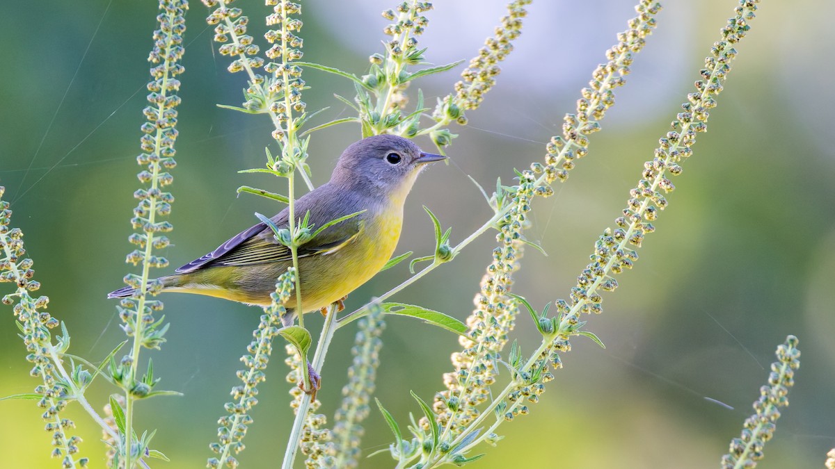 Nashville Warbler - ML624188700