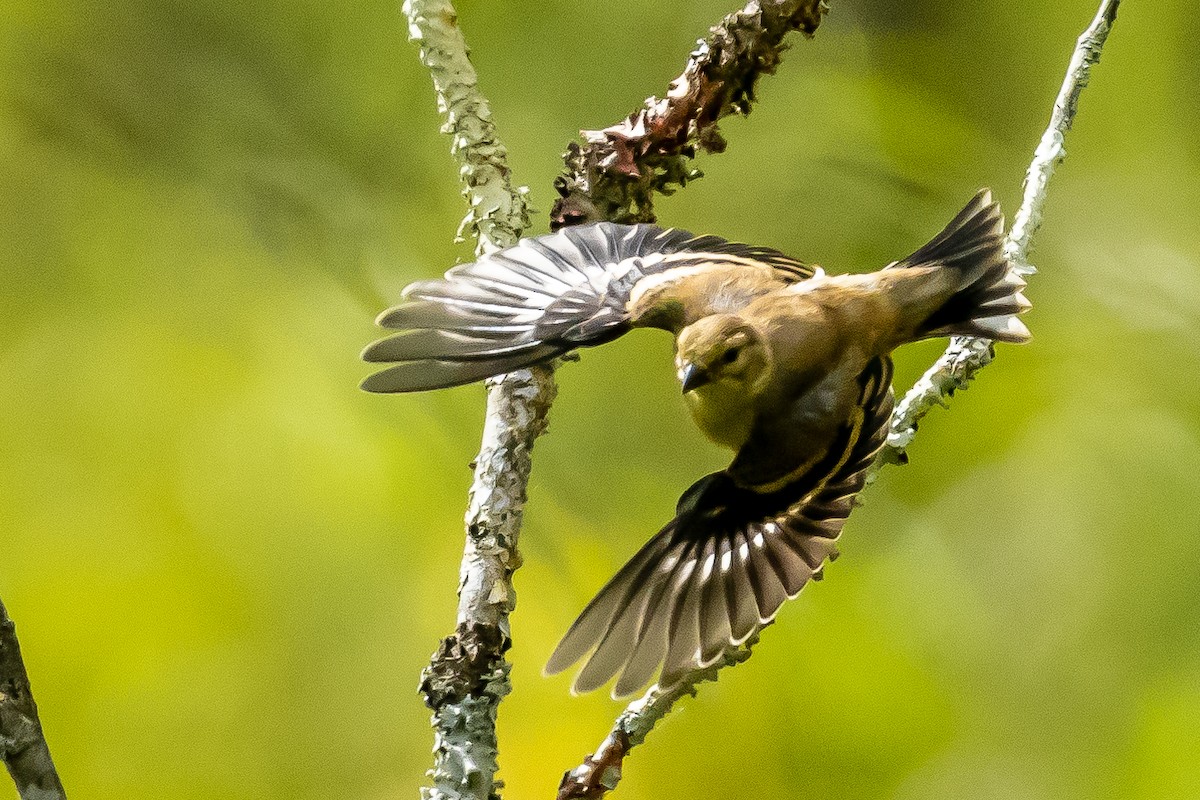 American Goldfinch - ML624188701