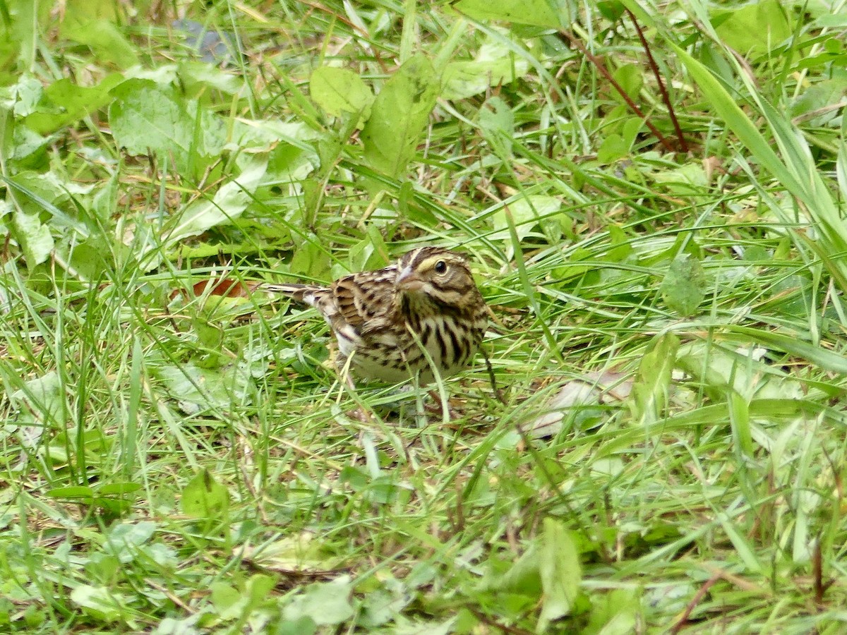 Savannah Sparrow - Laura Blutstein