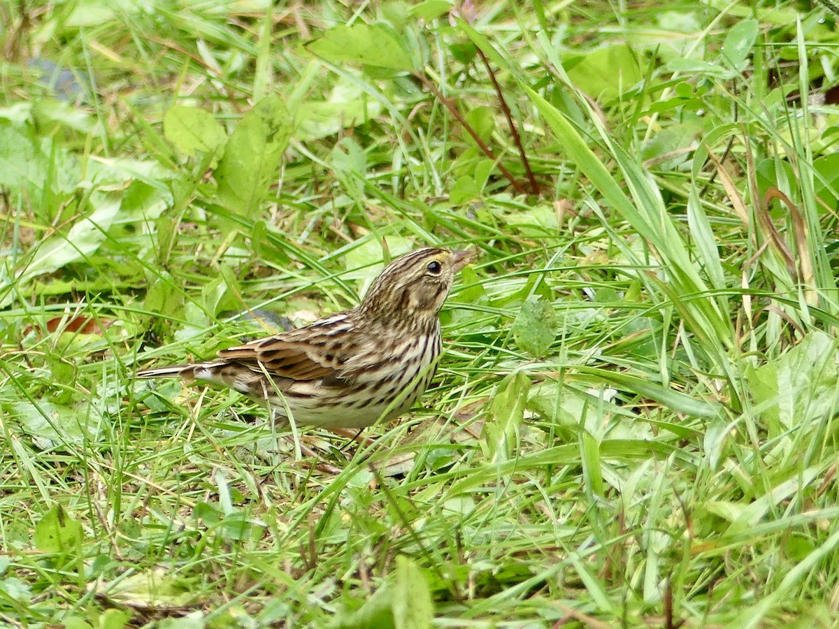 Savannah Sparrow - ML624188705