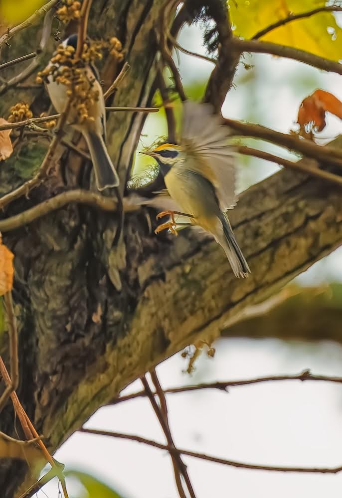 Golden-winged Warbler - ML624188710