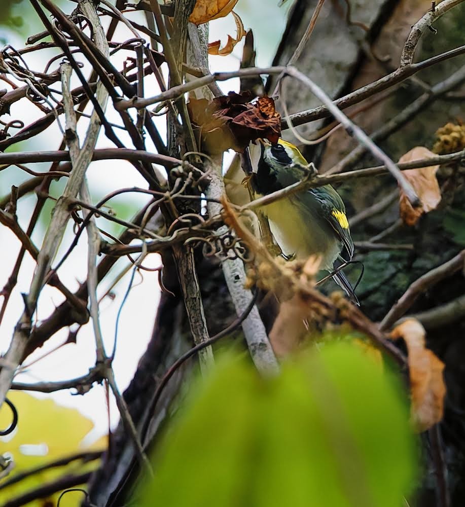 Golden-winged Warbler - ML624188711