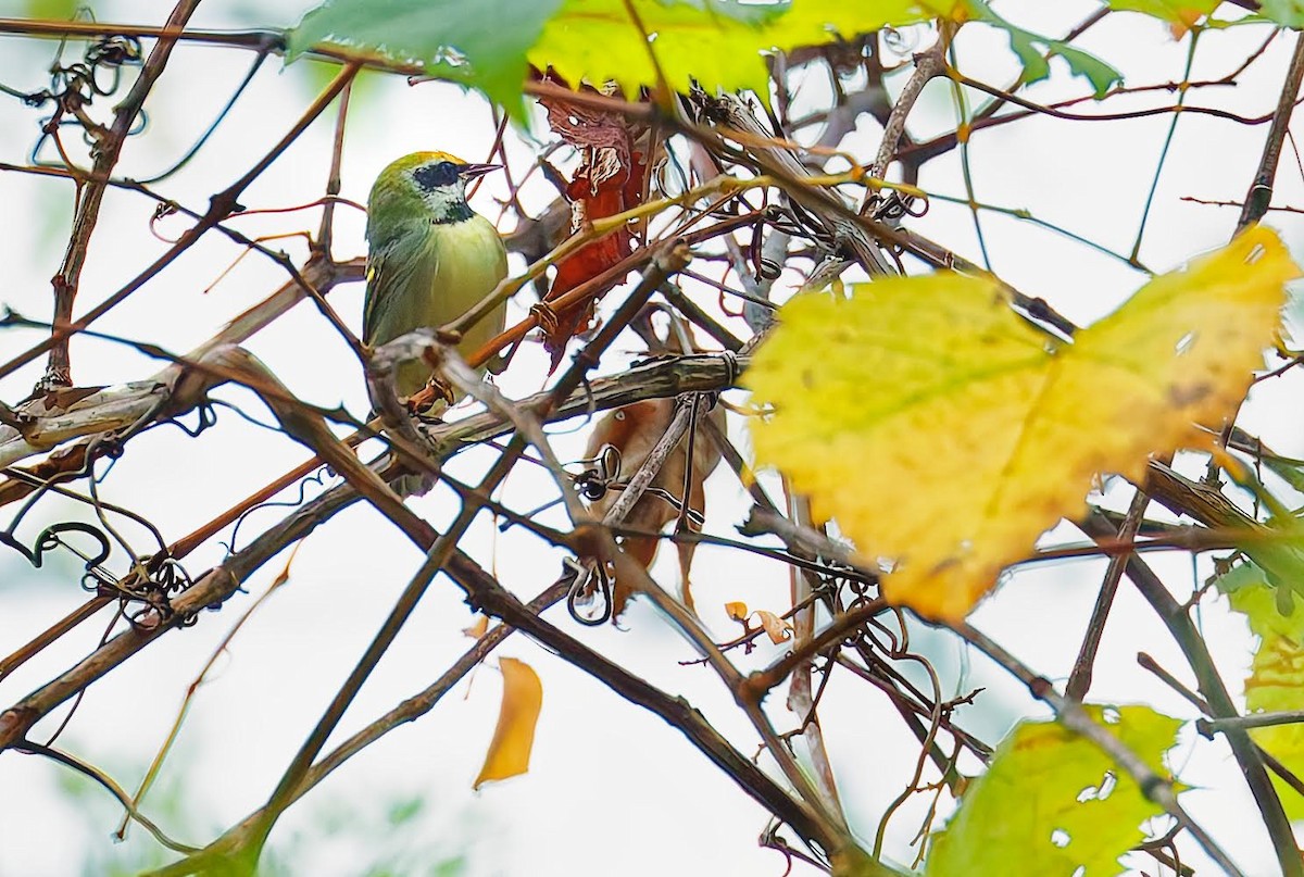 Golden-winged Warbler - ML624188712