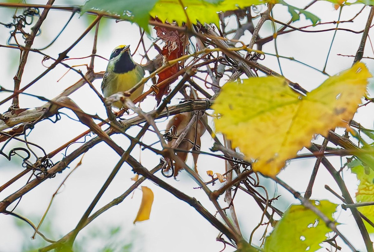 Golden-winged Warbler - ML624188713