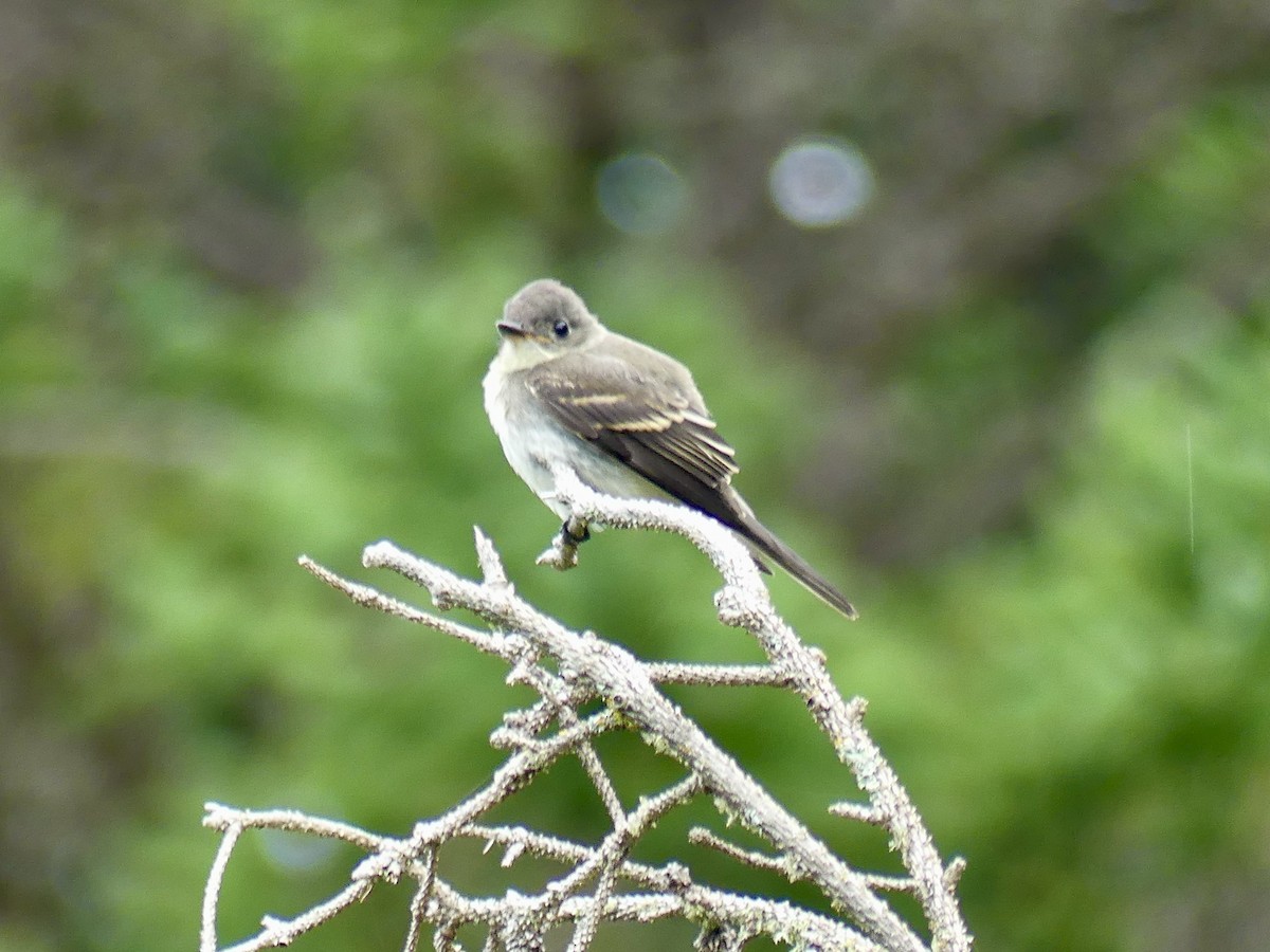 Eastern Wood-Pewee - ML624188730