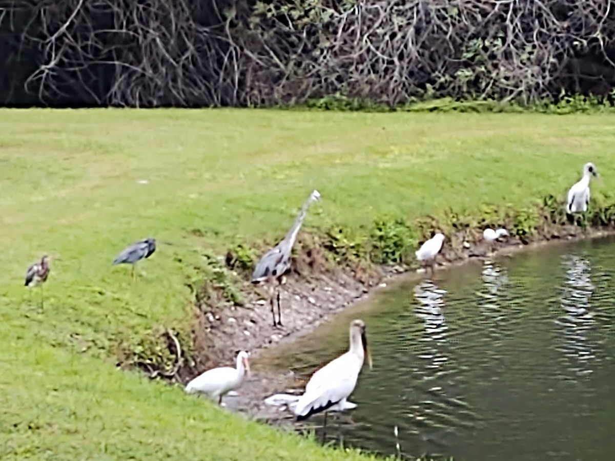 Wood Stork - ML624188745