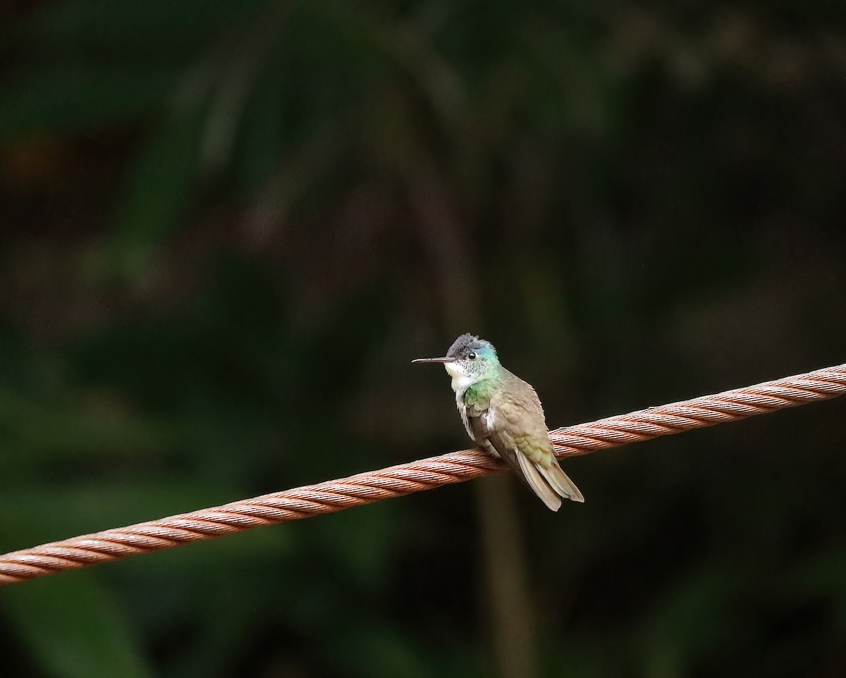 Azure-crowned Hummingbird - ML624188775