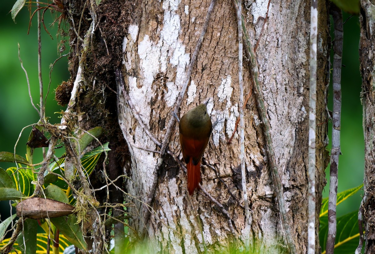 Olivaceous Woodcreeper (Pacific) - Josep del Hoyo