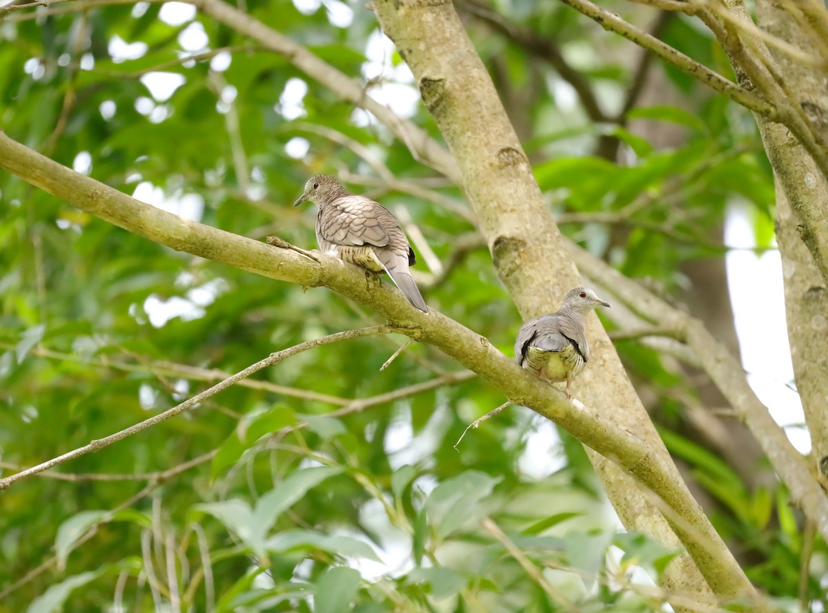 Inca Dove - ML624188797