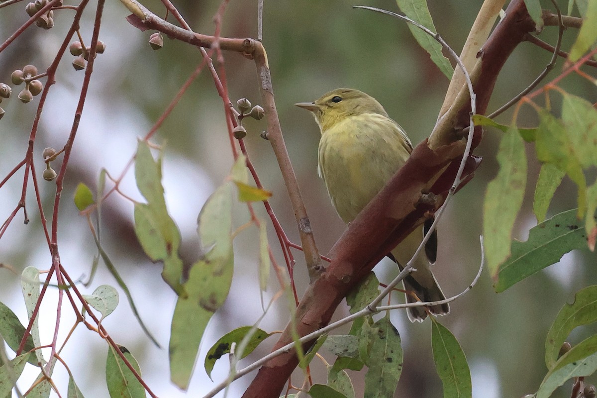 Blackpoll Warbler - ML624188808