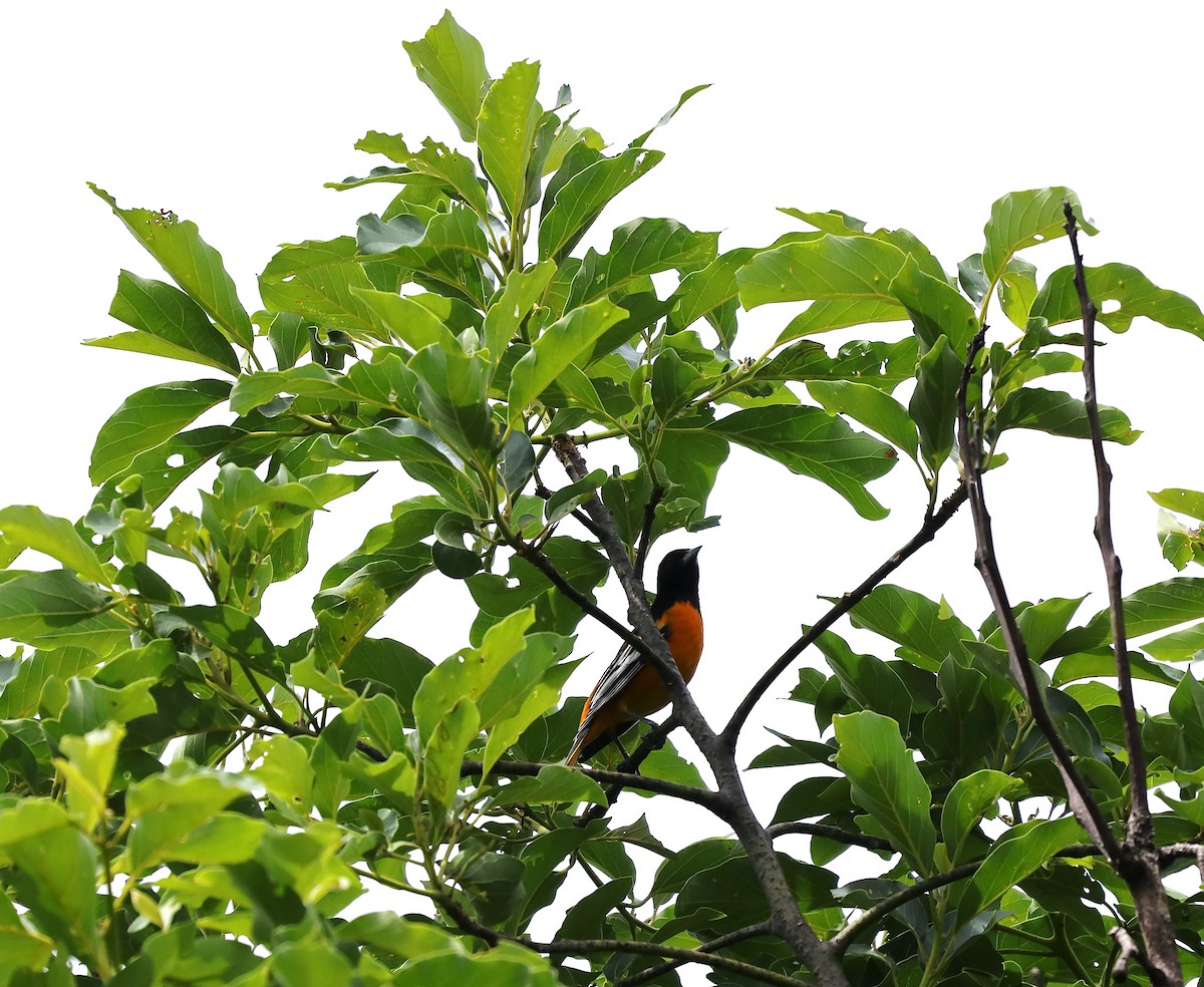 Baltimore Oriole - ML624188810