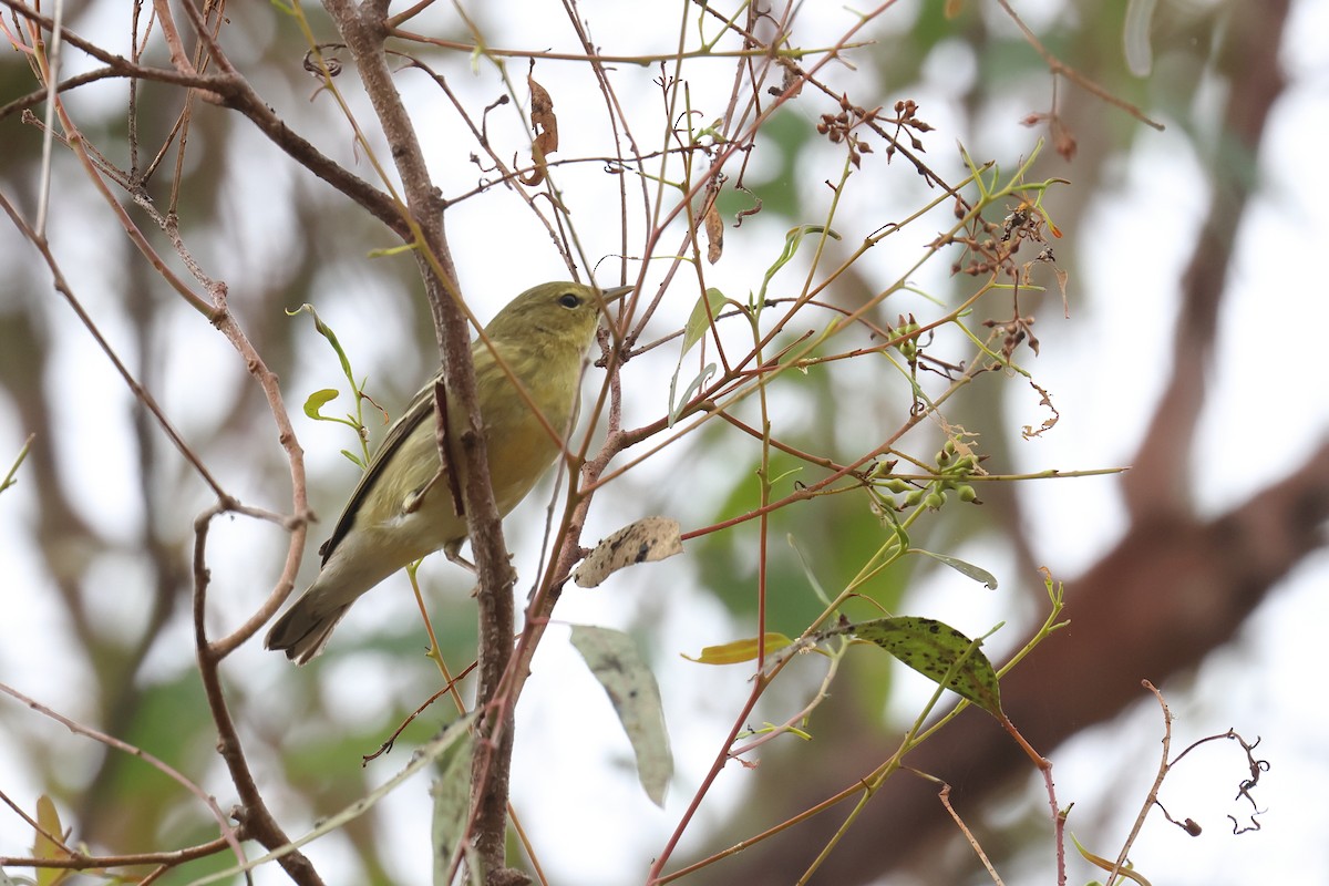 Blackpoll Warbler - ML624188814