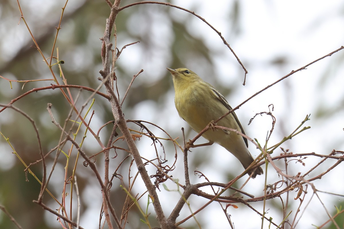 Blackpoll Warbler - ML624188816