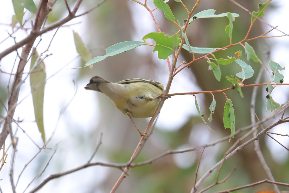 Blackpoll Warbler - ML624188817