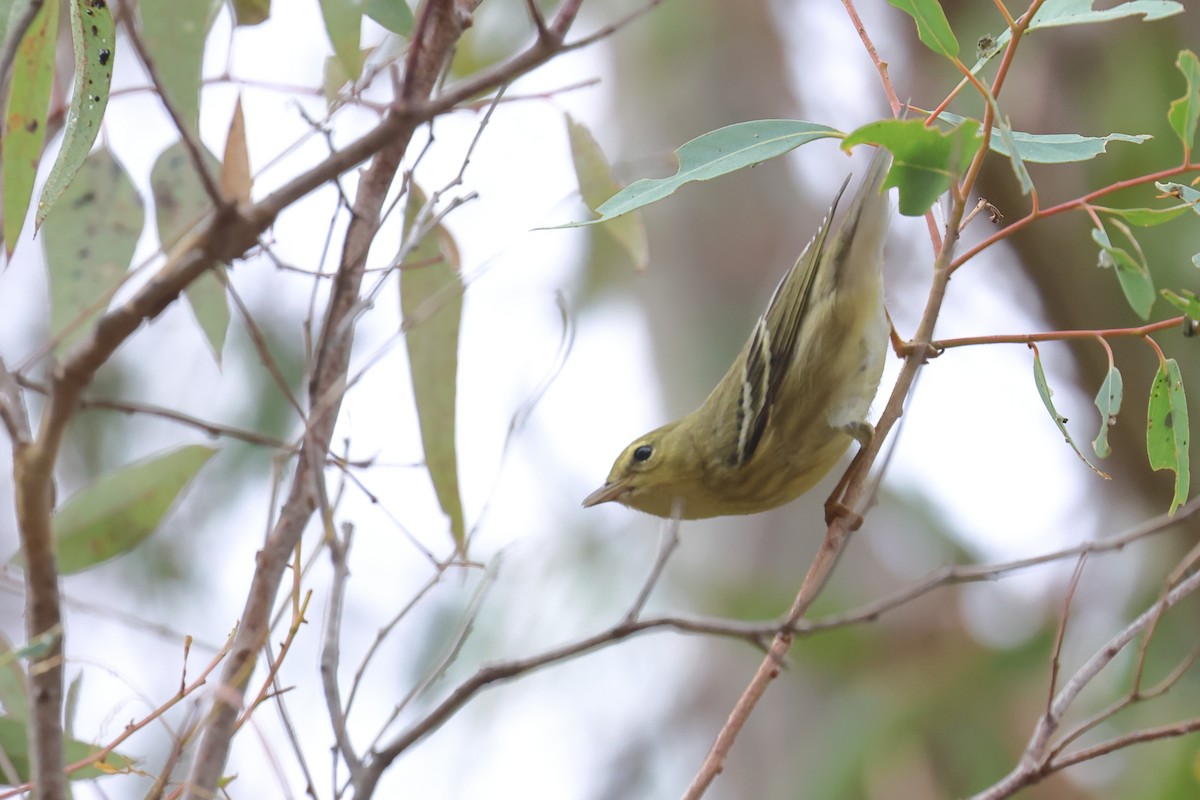 Blackpoll Warbler - ML624188818