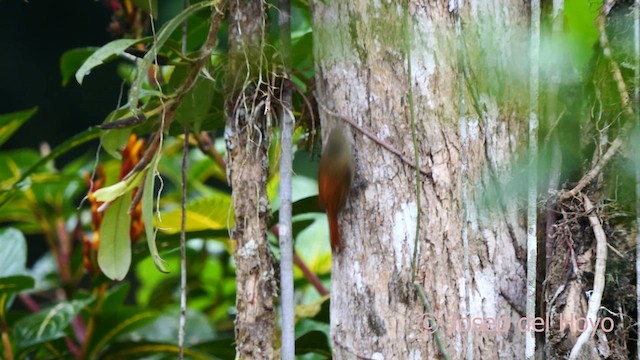 Olivaceous Woodcreeper (Pacific) - ML624188819