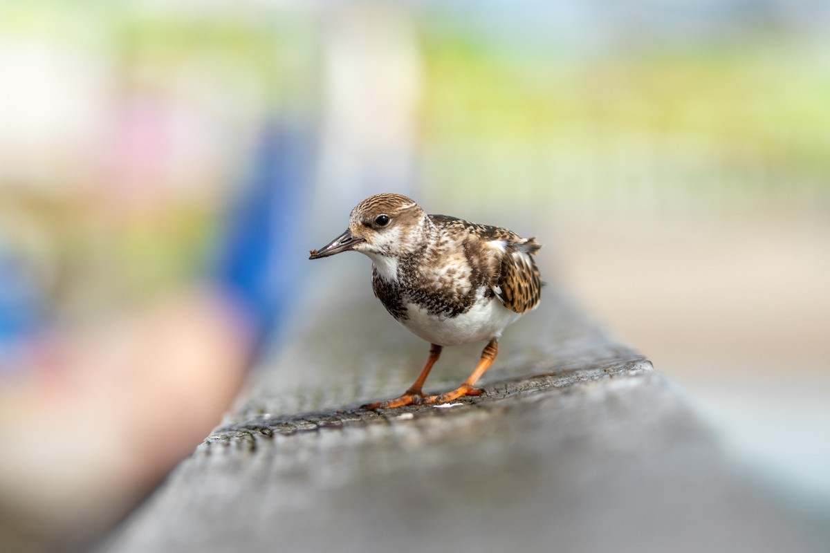 Ruddy Turnstone - ML624188821