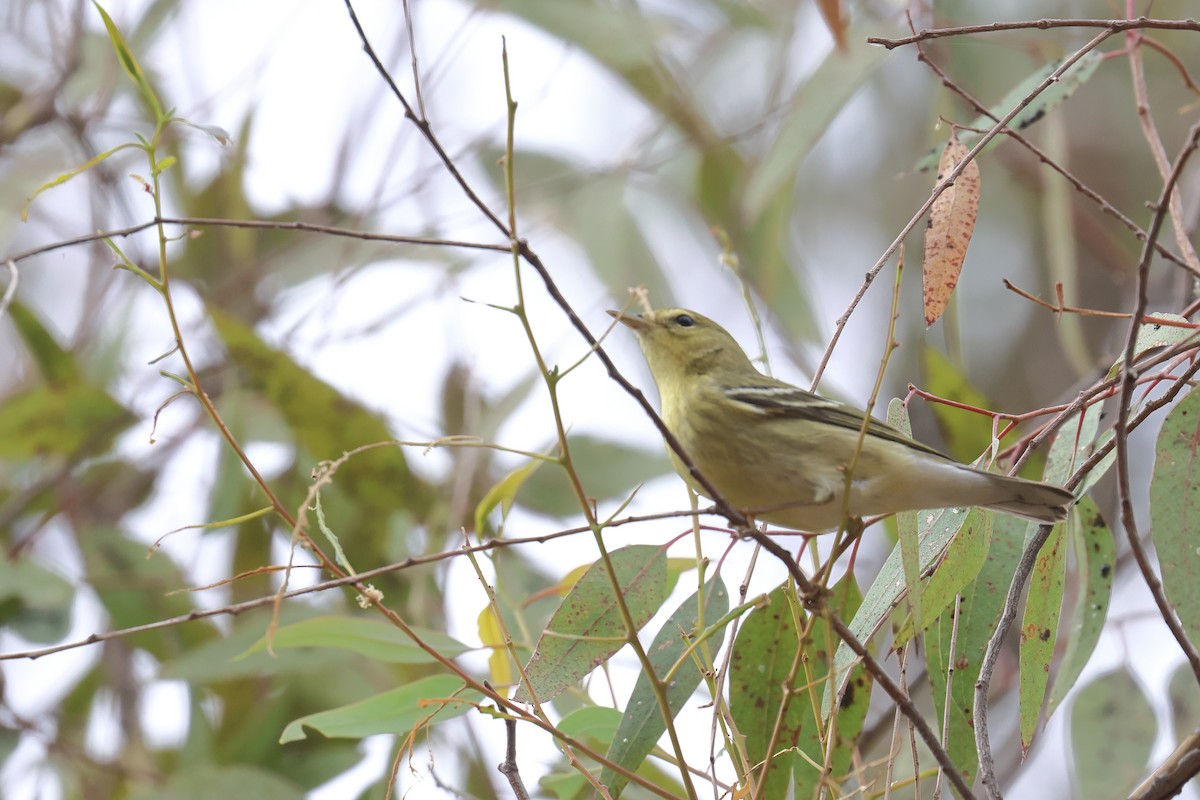 Blackpoll Warbler - ML624188823