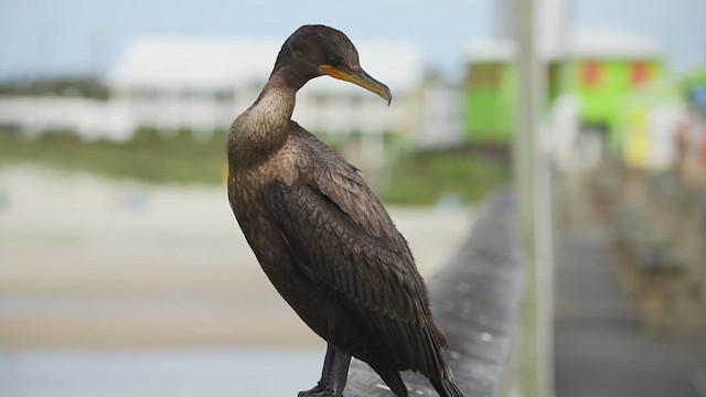 Double-crested Cormorant - ML624188841