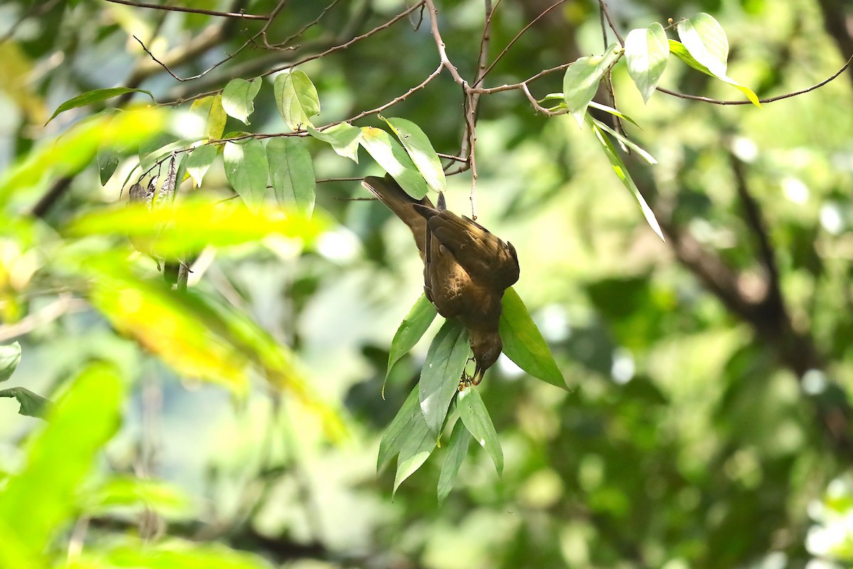 Clay-colored Thrush - ML624188842