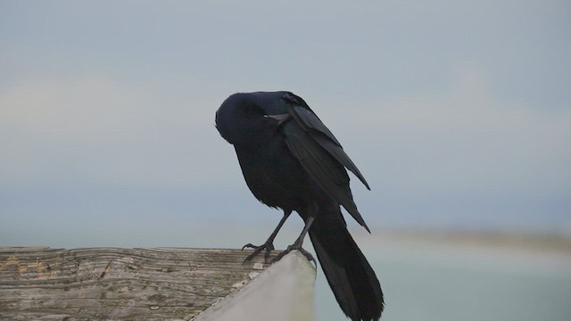 Boat-tailed Grackle - ML624188862