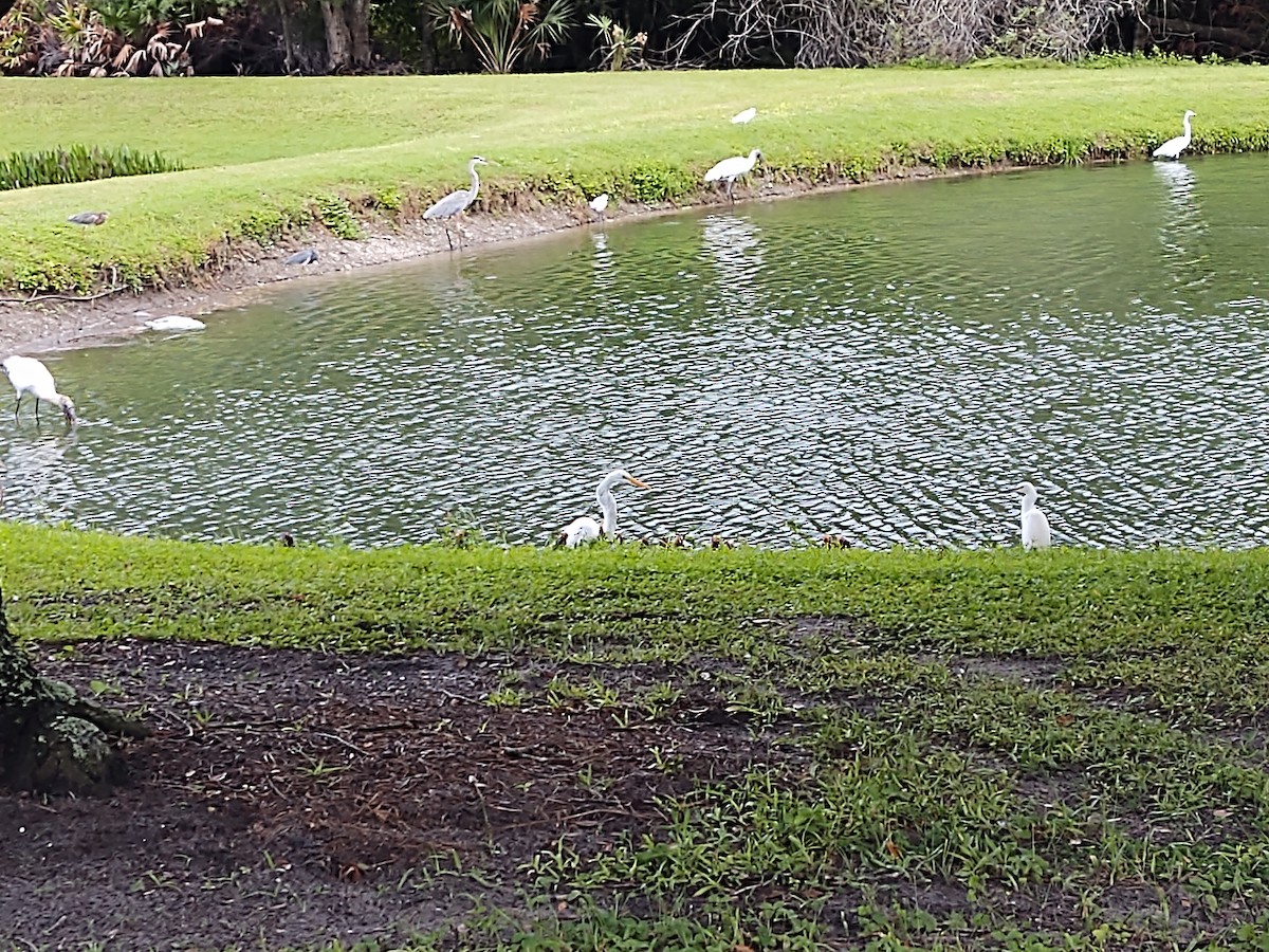 Snowy Egret - ML624188868