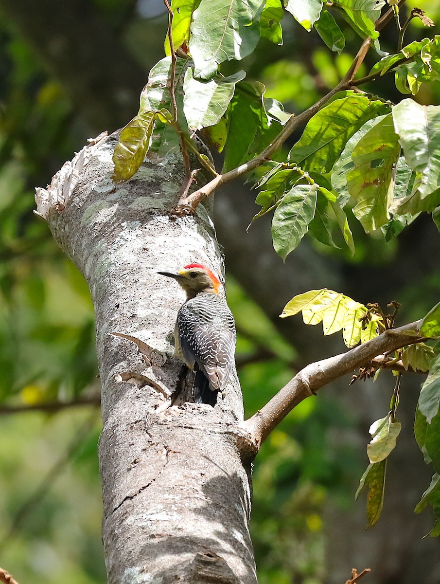 Golden-fronted Woodpecker - ML624188880