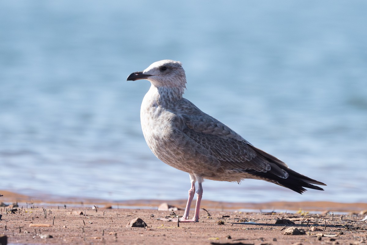 American Herring x California Gull (hybrid) - ML624188885