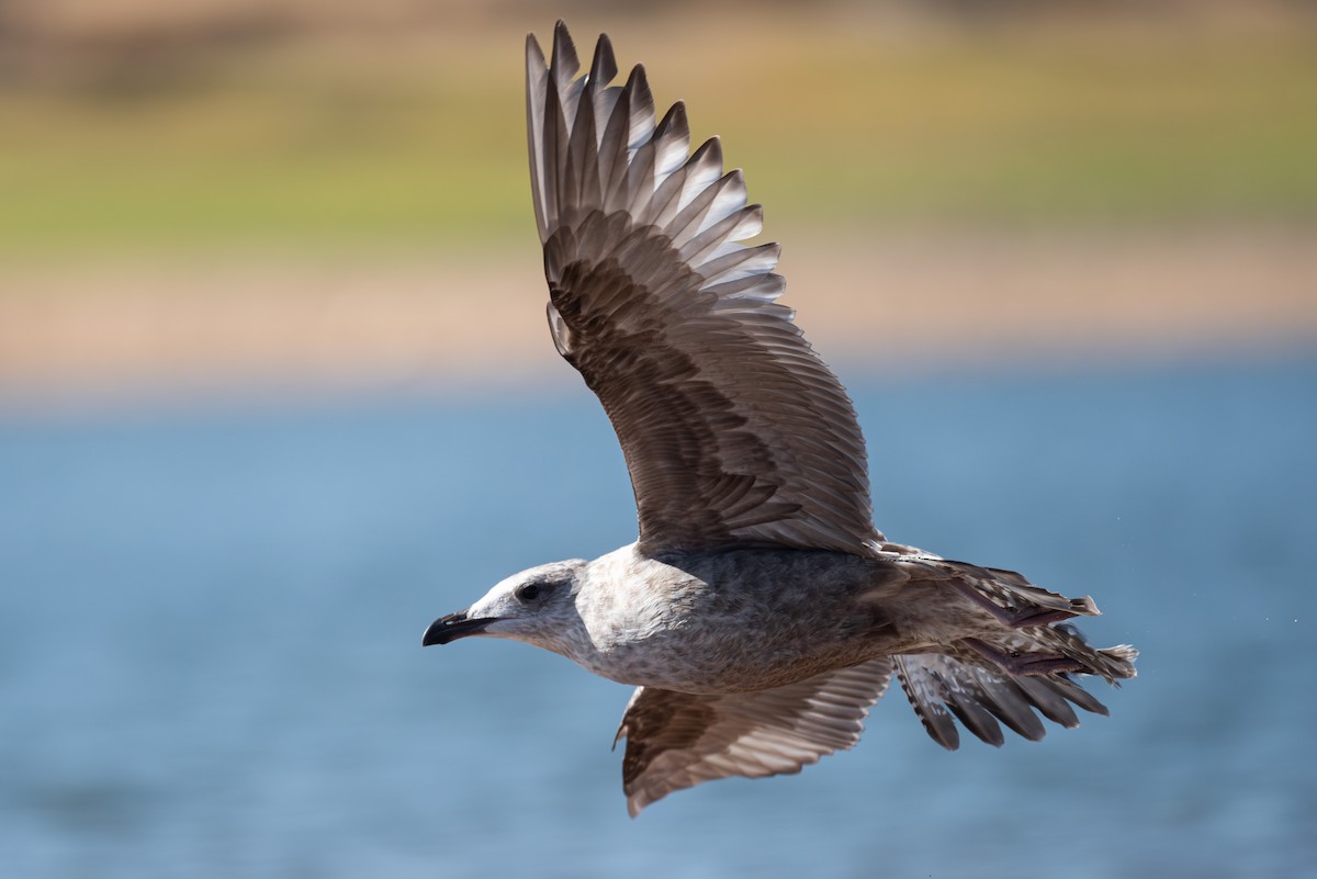 American Herring x California Gull (hybrid) - ML624188886