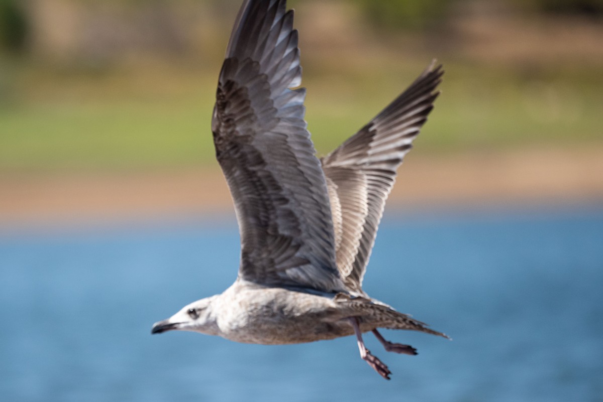 American Herring x California Gull (hybrid) - ML624188889