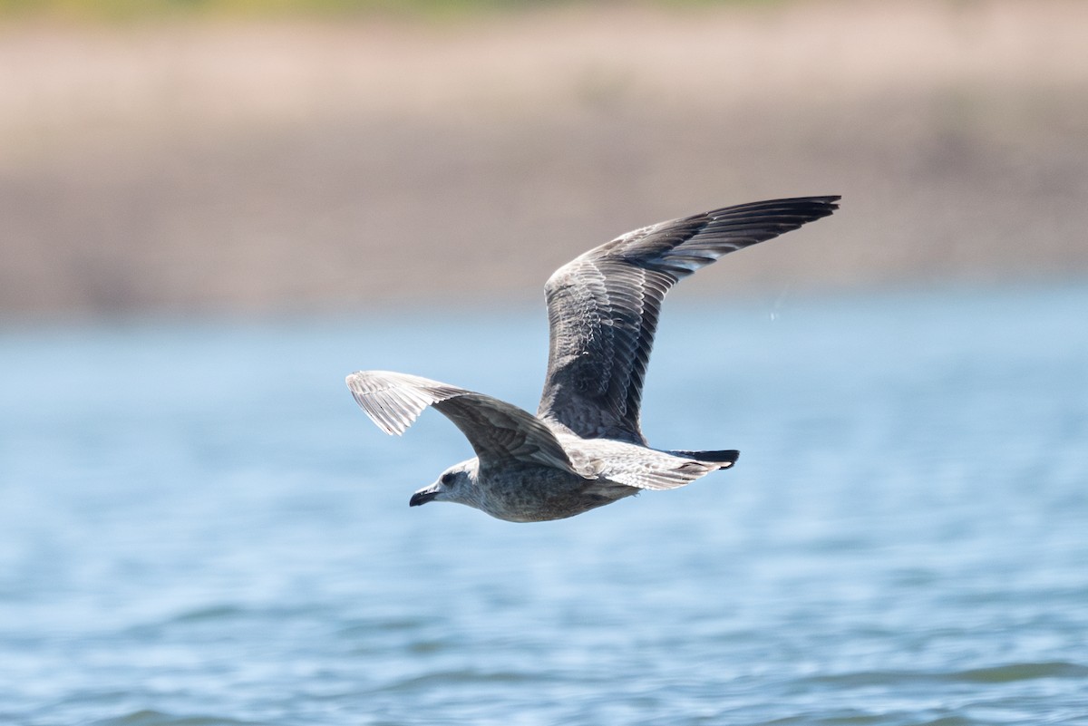 American Herring x California Gull (hybrid) - ML624188893