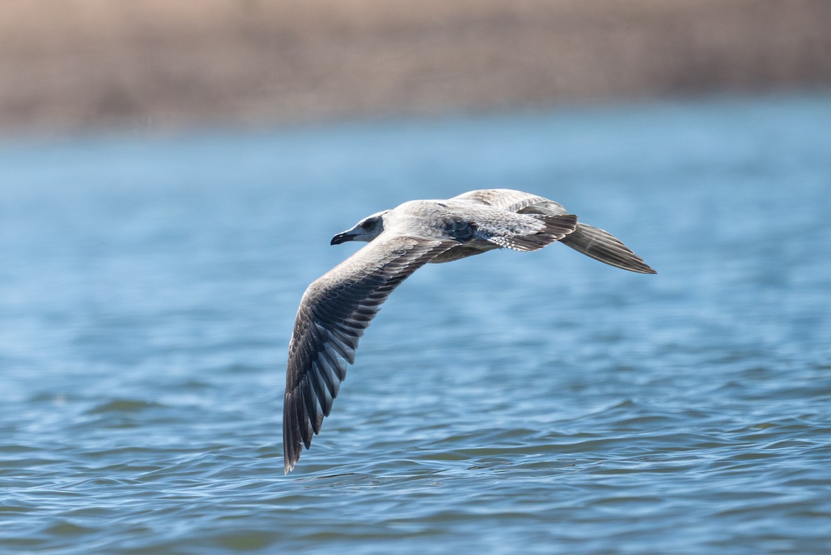 American Herring x California Gull (hybrid) - ML624188894