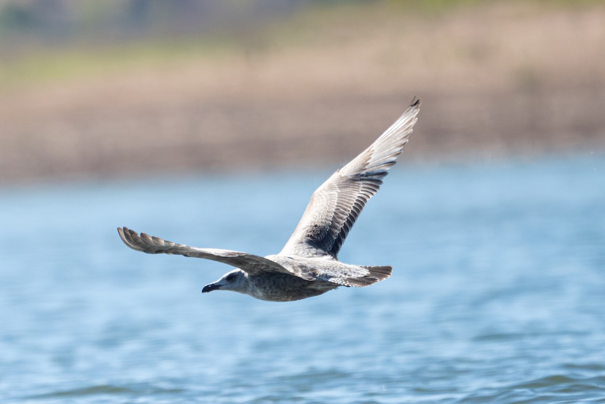 American Herring x California Gull (hybrid) - ML624188896
