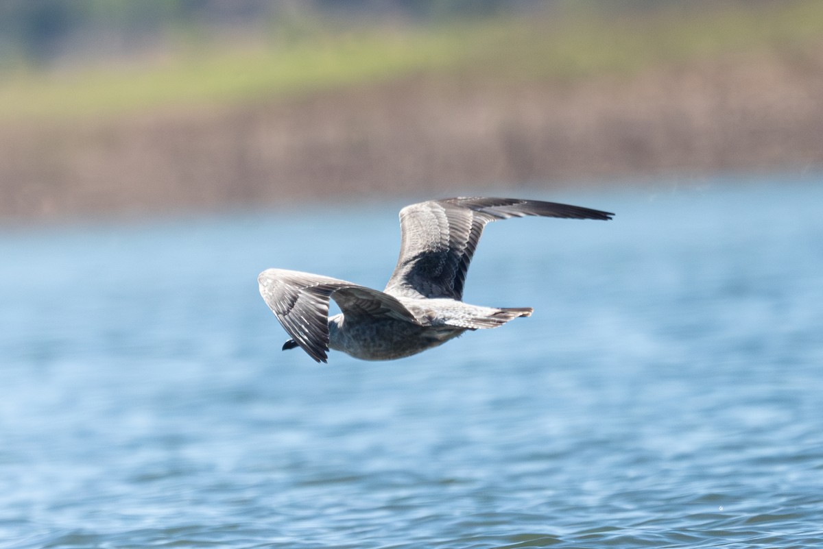 American Herring x California Gull (hybrid) - ML624188900