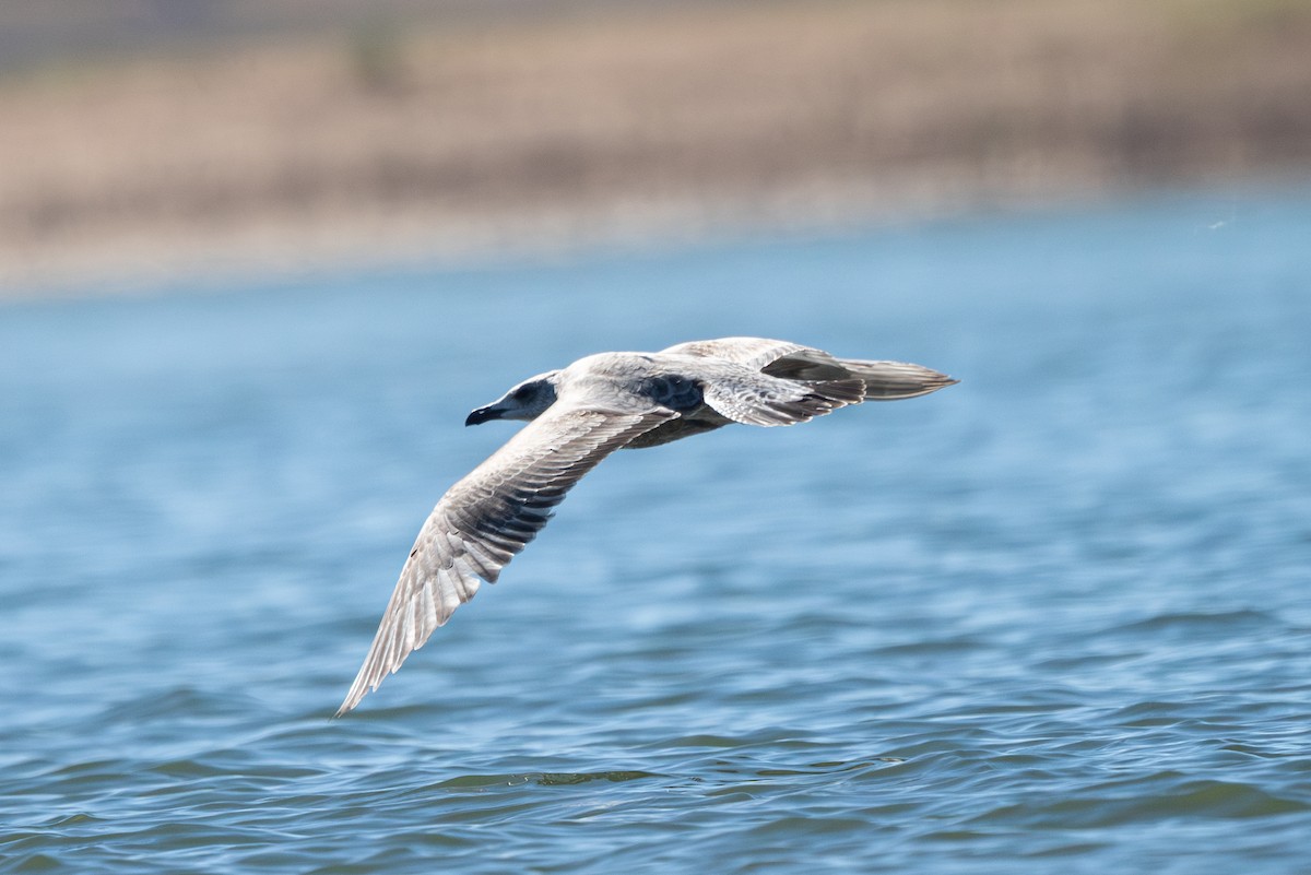 American Herring x California Gull (hybrid) - ML624188901