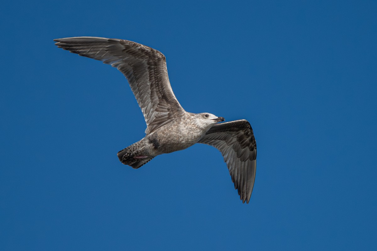 American Herring x California Gull (hybrid) - ML624188905