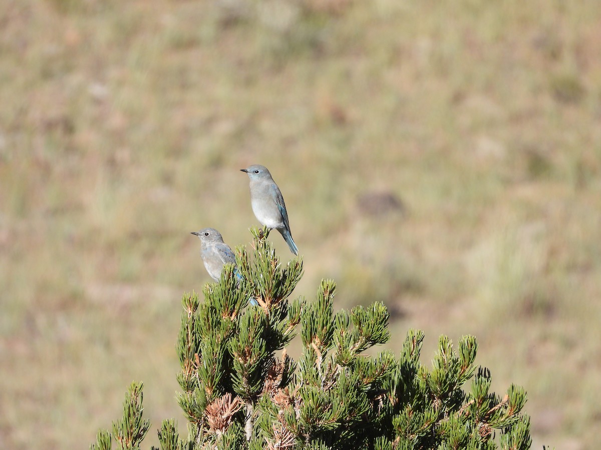 Mountain Bluebird - Rachel Rendeiro