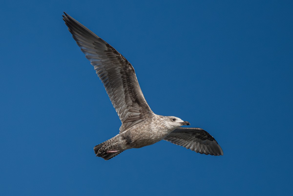 American Herring x California Gull (hybrid) - ML624188909