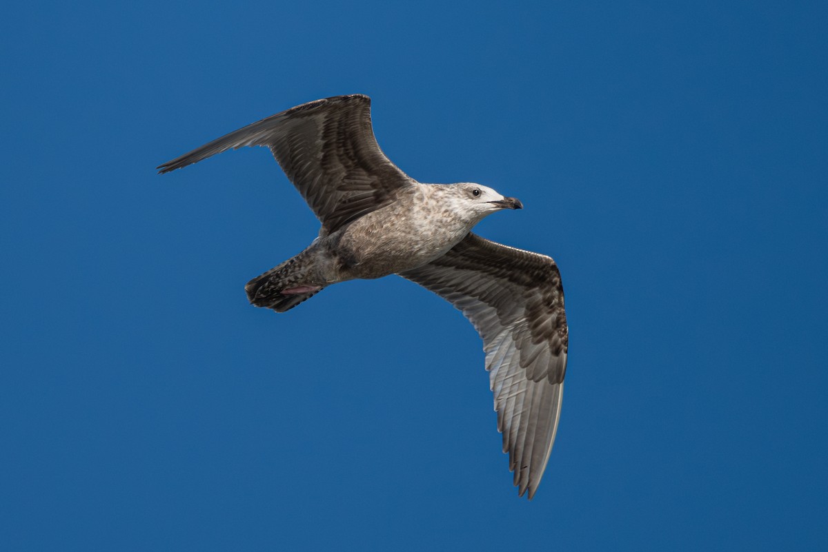 American Herring x California Gull (hybrid) - ML624188911