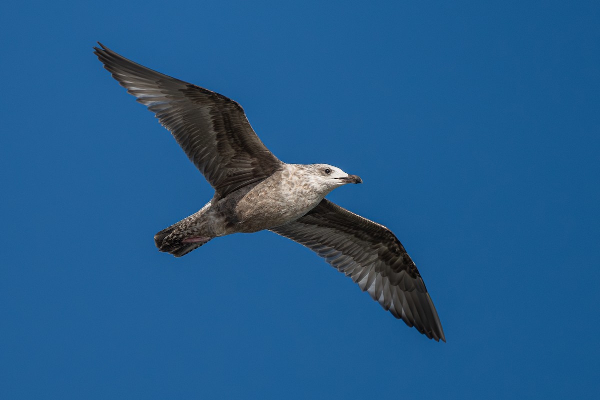 American Herring x California Gull (hybrid) - ML624188912