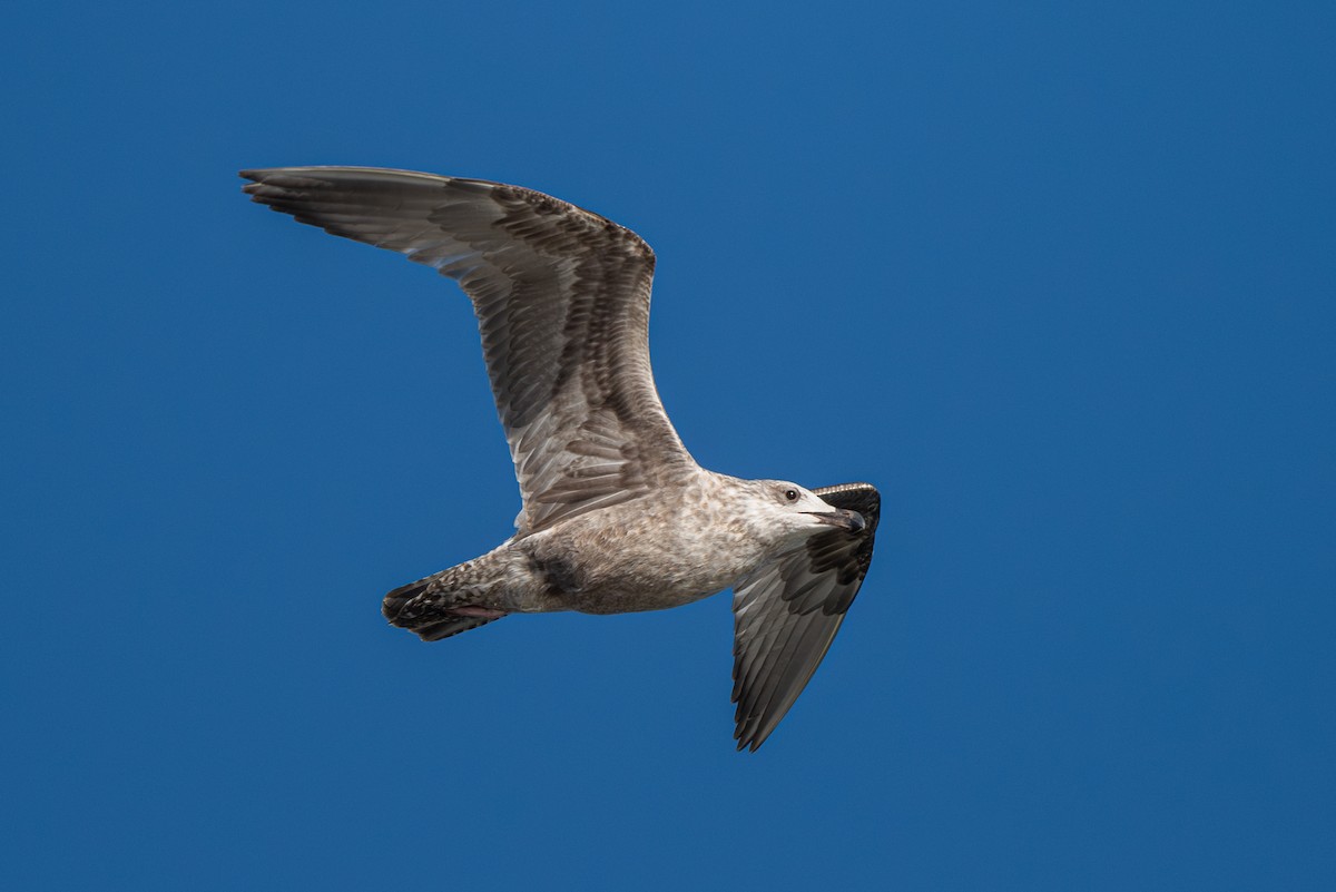 American Herring x California Gull (hybrid) - ML624188915