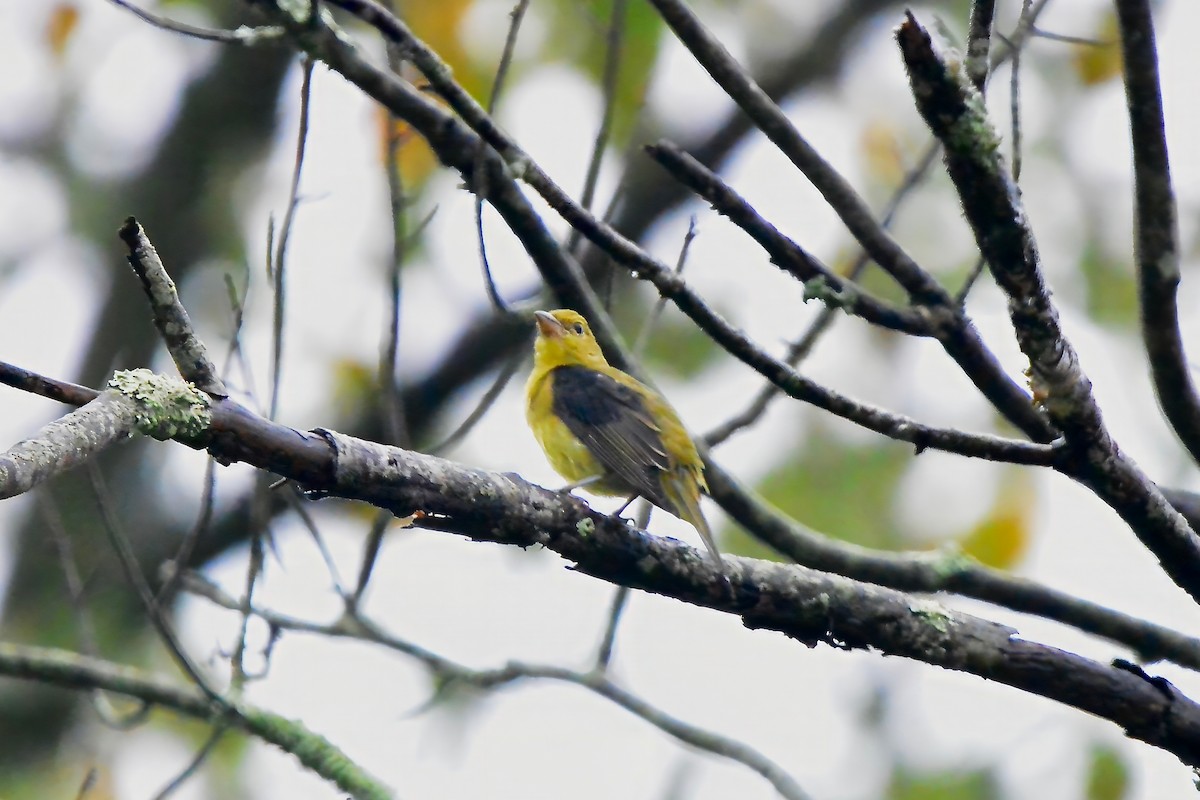 Scarlet Tanager - Seth Honig