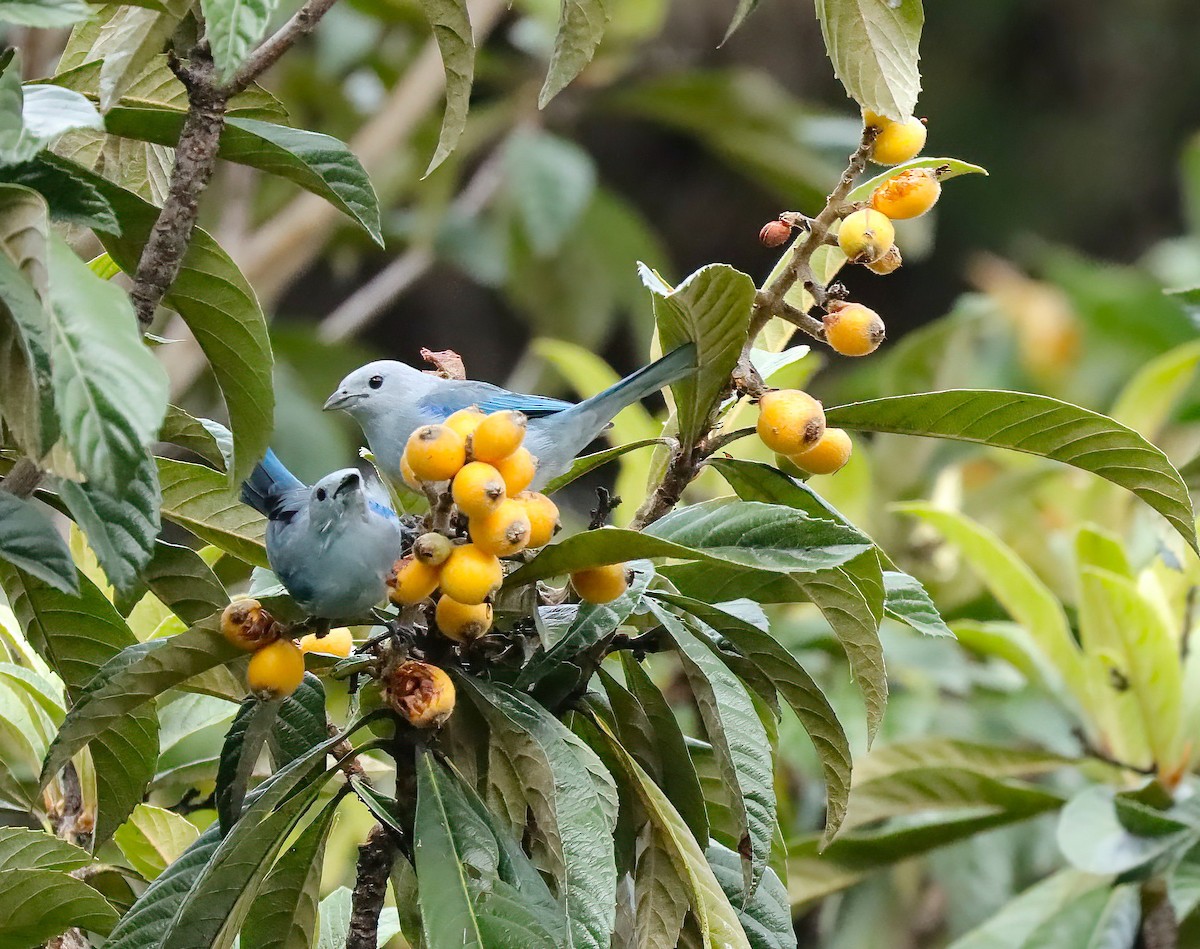 Blue-gray Tanager - Louis and Christine Warren