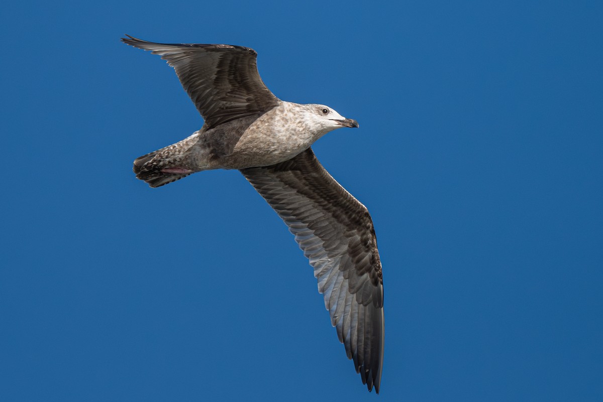 American Herring x California Gull (hybrid) - ML624188939