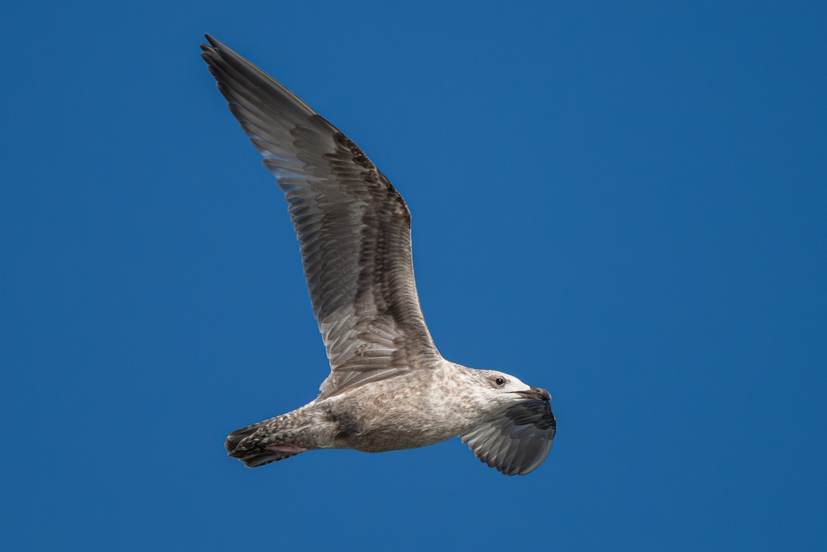 American Herring x California Gull (hybrid) - ML624188941