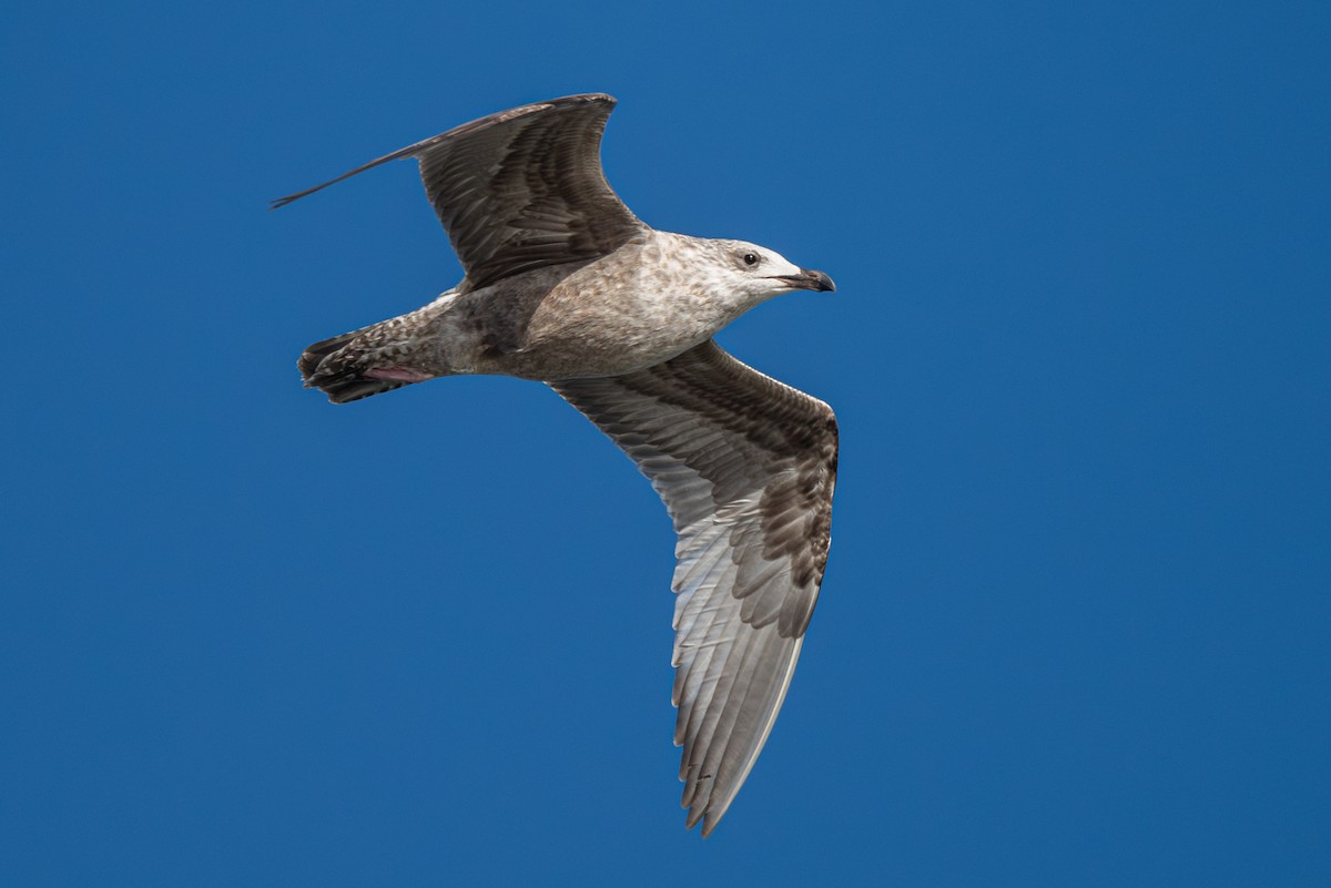 American Herring x California Gull (hybrid) - ML624188942